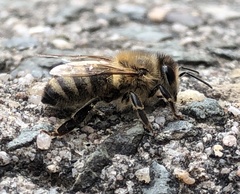Apis mellifera
