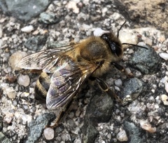 Apis mellifera