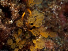 Pycnoclavella communis