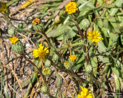 Pyrrocoma lanceolata