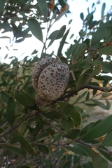 Hakea pandanicarpa