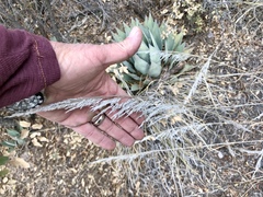 Muhlenbergia emersleyi