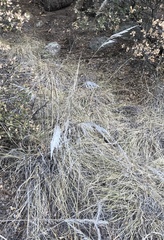 Muhlenbergia emersleyi