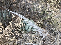 Muhlenbergia emersleyi
