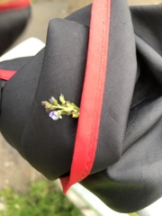 Veronica serpyllifolia