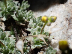 Draba oligosperma