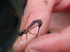 Rhyssella approximator