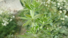 Galium