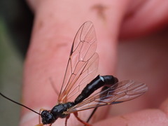 Rhyssella approximator