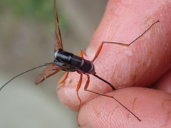 Rhyssella approximator