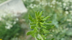Galium