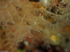 Crisularia plumosa