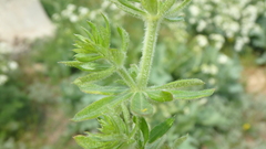 Galium