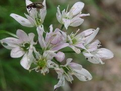 Allium massaessylum
