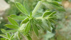 Galium