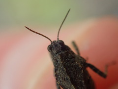 Tetrix ceperoi