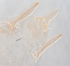 Hyperomyzus lactucae