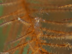 Periclimenes scriptus