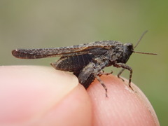 Tetrix ceperoi