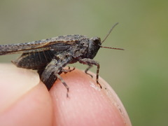 Tetrix ceperoi