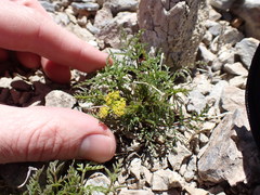 Cymopterus terebinthinus californicus