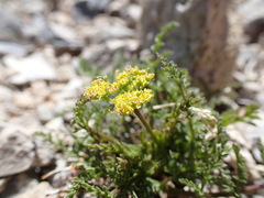 Cymopterus terebinthinus californicus