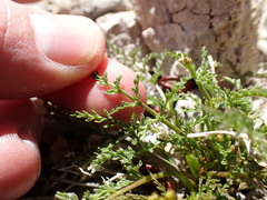 Cymopterus terebinthinus californicus