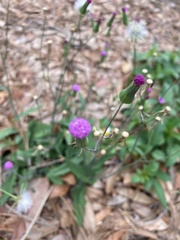 Emilia sonchifolia image