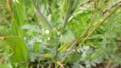 Buglossoides arvensis