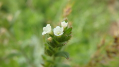 Buglossoides arvensis