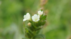 Buglossoides arvensis