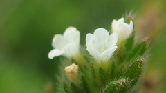 Buglossoides arvensis