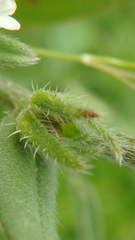 Buglossoides arvensis