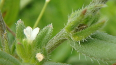 Buglossoides arvensis