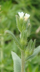 Buglossoides arvensis