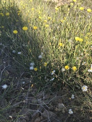 Launaea lanifera