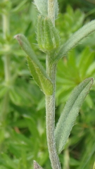 Buglossoides arvensis