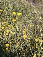 Launaea lanifera
