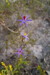 Calectasia