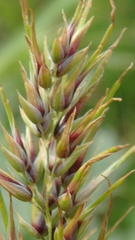 Poa bulbosa vivipara