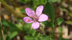 Erodium cicutarium