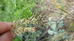 Poa bulbosa vivipara