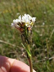 Arabis sagittata