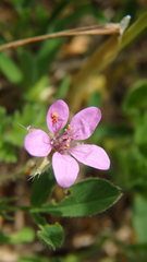 Erodium cicutarium
