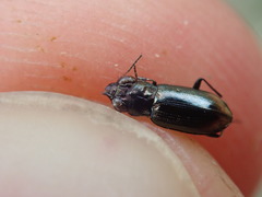 Notiophilus substriatus