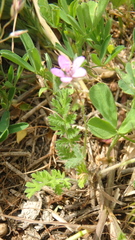 Erodium cicutarium