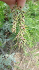 Poa bulbosa vivipara