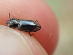 Notiophilus substriatus