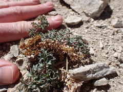 Lomatium rigidum