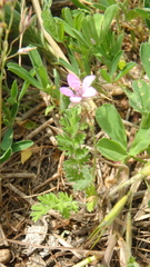 Erodium cicutarium